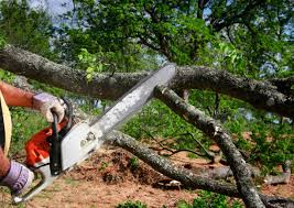 Best Tree Maintenance Programs  in Baudette, MN